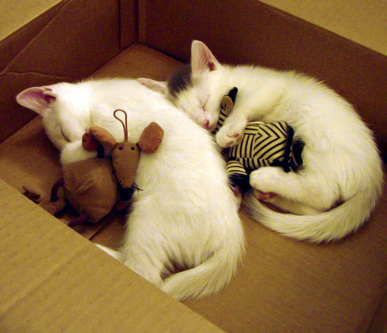 雷霆万钧！F1街道赛焦点战，单节风暴击溃国王防线